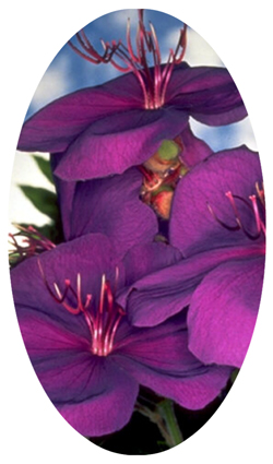 DNSBLUF 025 Purple Roadsidea